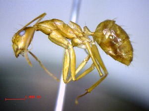  (Camponotus MG053 - casent0191773-D60)  @11 [ ] CreativeCommons - Attribution (2011) M. Alex Smith Centre for Biodiversity Genomics