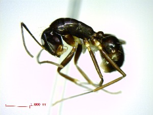  (Camponotus MG149 - casent0191593-D60)  @14 [ ] CreativeCommons - Attribution (2011) M. Alex Smith Centre for Biodiversity Genomics