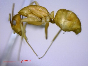  (Camponotus MG053 - casent0439991-D60)  @11 [ ] CreativeCommons - Attribution (2011) M. Alex Smith Centre for Biodiversity Genomics