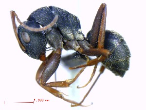 (Camponotus repens - casent0446330-D60)  @15 [ ] CreativeCommons - Attribution (2011) M. Alex Smith Centre for Biodiversity Genomics