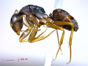  (Camponotus grandidieri - casent0021181-D60)  @15 [ ] CreativeCommons - Attribution (2011) M. Alex Smith Centre for Biodiversity Genomics