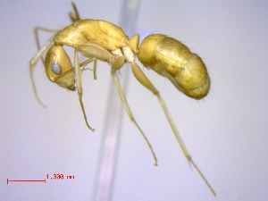  (Camponotus boivini - casent0491916-D60)  @14 [ ] CreativeCommons - Attribution (2011) M. Alex Smith Centre for Biodiversity Genomics