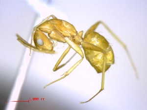  (Camponotus boivini - casent0047743-D60)  @14 [ ] CreativeCommons - Attribution (2011) M. Alex Smith Centre for Biodiversity Genomics