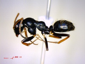  (Camponotus heteroclitus - casent0497880-D60)  @14 [ ] CreativeCommons - Attribution (2011) M. Alex Smith Centre for Biodiversity Genomics