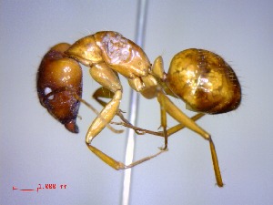  (Camponotus mixtellus - casent0077463-D60)  @14 [ ] CreativeCommons - Attribution (2011) M. Alex Smith Centre for Biodiversity Genomics