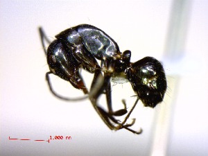  (Camponotus lubbocki - casent0149425-D60)  @13 [ ] CreativeCommons - Attribution (2011) M. Alex Smith Centre for Biodiversity Genomics