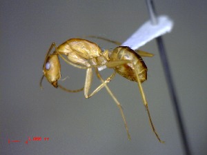 (Camponotus MG142 - casent0082137-D60)  @14 [ ] CreativeCommons - Attribution (2011) M. Alex Smith Centre for Biodiversity Genomics