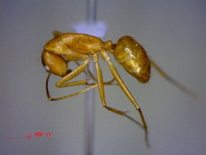  (Camponotus hova - casent0084413-D60)  @13 [ ] CreativeCommons - Attribution (2011) M. Alex Smith Centre for Biodiversity Genomics
