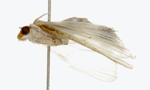  ( - BuFiPvAd-dr-C6)  @12 [ ] CreativeCommons - Attribution Non-Commercial Share-Alike (2018) Unspecified Unspecified