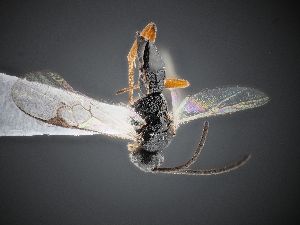  ( - ZSM-HYM-33418-C03)  @11 [ ] by-nc-sa (2022) SNSB-ZSM ZSM (SNSB, Zoologische Staatssammlung Muenchen)