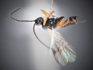  ( - ZSM-HYM-33418-C04)  @11 [ ] by-nc-sa (2022) SNSB-ZSM ZSM (SNSB, Zoologische Staatssammlung Muenchen)