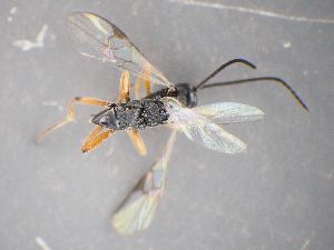  ( - ZSM-HYM-33418-C06)  @11 [ ] by-nc-sa (2022) SNSB-ZSM ZSM (SNSB, Zoologische Staatssammlung Muenchen)