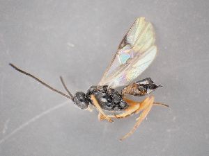 ( - ZSM-HYM-33418-C07)  @11 [ ] by-nc-sa (2022) SNSB-ZSM ZSM (SNSB, Zoologische Staatssammlung Muenchen)