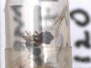  ( - MRS_JFT1120)  @11 [ ] by-nc-sa (2022) CNC Photography group CNC, Canadian National Collection of Insects, Arachnids and Nematodes