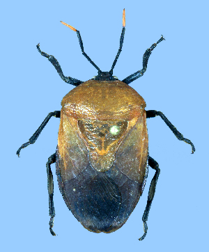  (Coridius brunneus - CB-B113)  @11 [ ] Copyright (2025) Unspecified Modern College of Arts, Science and Commerce, Department of Zoology