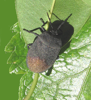  (Cyclopelta siccifolia - CSC-B415)  @11 [ ] Copyright (2025) Unspecified Modern College of Arts, Science and Commerce, Department of Zoology