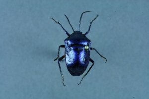  (Chrysocoris - CP-B2)  @11 [ ] Copyright (2025) Unspecified Modern College of Arts, Science and Commerce, Department of Zoology