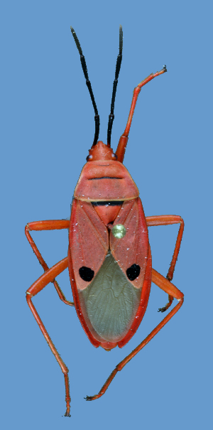  (Probergrothius - PGN-B38)  @11 [ ] Copyright (2025) Unspecified Modern College of Arts, Science and Commerce, Department of Zoology