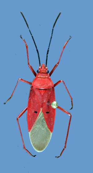  (Dysdercus evanescens - DE-B60)  @11 [ ] Copyright (2025) Unspecified Modern College of Arts, Science and Commerce, Department of Zoology