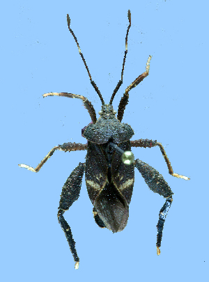  (Acanthocoris scabrator - AS-B141)  @11 [ ] Copyright (2025) Unspecified Modern College of Arts, Science and Commerce, Department of Zoology