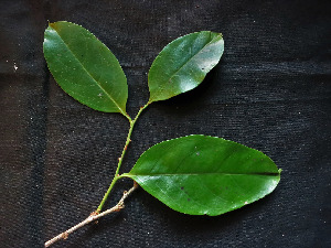  (Agonandra brasiliensis - CCDB-27885-G09)  @11 [ ] CreativeCommons - Attribution Non-Commercial Share-Alike (2017) Varun Swamy San Diego Zoo Global