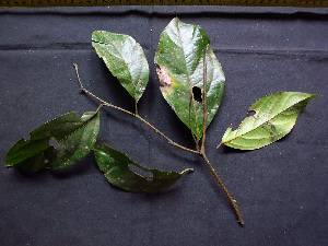  (Cordia ucayaliensis - BIORTP-062-B08)  @11 [ ] CreativeCommons - Attribution Non-Commercial Share-Alike (2019) Varun Swamy San Diego Zoo Global