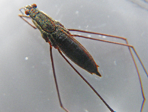  ( - MDFRC-13)  @11 [ ] CreativeCommons - Attribution Non-Commercial Share-Alike (2011) MDFRC Murray-Darling Freshwater Research Centre