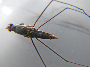  ( - MDFRC-6)  @11 [ ] CreativeCommons - Attribution Non-Commercial Share-Alike (2011) MDFRC Murray-Darling Freshwater Research Centre