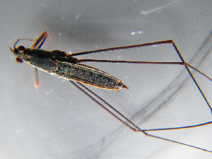  ( - MDFRC-7)  @11 [ ] CreativeCommons - Attribution Non-Commercial Share-Alike (2011) MDFRC Murray-Darling Freshwater Research Centre