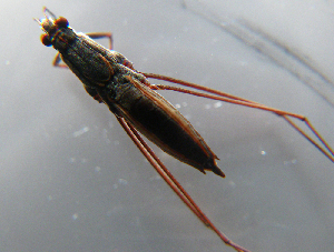  ( - MDFRC-8)  @11 [ ] CreativeCommons - Attribution Non-Commercial Share-Alike (2011) MDFRC Murray-Darling Freshwater Research Centre