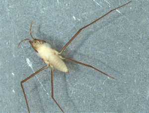  ( - MDFRC-12)  @11 [ ] CreativeCommons - Attribution Non-Commercial Share-Alike (2011) MDFRC Murray-Darling Freshwater Research Centre