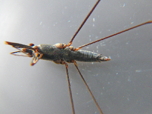  ( - MDFRC-6)  @11 [ ] CreativeCommons - Attribution Non-Commercial Share-Alike (2011) MDFRC Murray-Darling Freshwater Research Centre