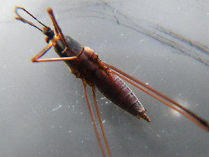  ( - MDFRC-8)  @11 [ ] CreativeCommons - Attribution Non-Commercial Share-Alike (2011) MDFRC Murray-Darling Freshwater Research Centre