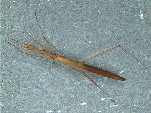  (Hydrometra strigosa - MDFRC-46)  @11 [ ] CreativeCommons - Attribution Non-Commercial Share-Alike (2011) MDFRC Murray-Darling Freshwater Research Centre