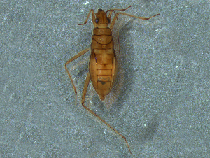  ( - MDFRC-53)  @11 [ ] CreativeCommons - Attribution Non-Commercial Share-Alike (2011) MDFRC Murray-Darling Freshwater Research Centre