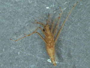  (Mesovelia sp - MDFRC-51)  @11 [ ] CreativeCommons - Attribution Non-Commercial Share-Alike (2011) MDFRC Murray-Darling Freshwater Research Centre
