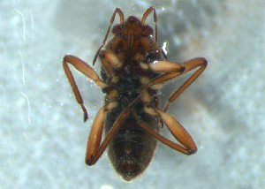  (Microvelia distincta - MDFRC-71)  @11 [ ] CreativeCommons - Attribution Non-Commercial Share-Alike (2011) MDFRC Murray-Darling Freshwater Research Centre