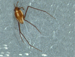  (Rheumatometra - MDFRC-25)  @11 [ ] CreativeCommons - Attribution Non-Commercial Share-Alike (2011) MDFRC Murray-Darling Freshwater Research Centre
