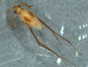  ( - MDFRC-27)  @11 [ ] CreativeCommons - Attribution Non-Commercial Share-Alike (2011) MDFRC Murray-Darling Freshwater Research Centre