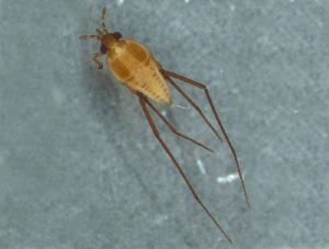  ( - MDFRC-28)  @11 [ ] CreativeCommons - Attribution Non-Commercial Share-Alike (2011) MDFRC Murray-Darling Freshwater Research Centre