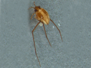  ( - MDFRC-29)  @11 [ ] CreativeCommons - Attribution Non-Commercial Share-Alike (2011) MDFRC Murray-Darling Freshwater Research Centre