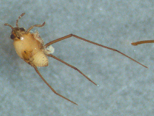  ( - MDFRC-29)  @11 [ ] CreativeCommons - Attribution Non-Commercial Share-Alike (2011) MDFRC Murray-Darling Freshwater Research Centre