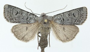  ( - CB20250001)  @11 [ ] CreativeCommons  Attribution (by) (2025) Daniel Handfield Unspecified