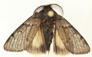  ( - DH035992)  @11 [ ] CreativeCommons  Attribution (by) (2024) Daniel Handfield Unspecified