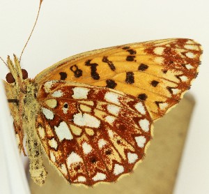  ( - DH036137)  @11 [ ] CreativeCommons  Attribution (by) (2024) Daniel Handfield Unspecified