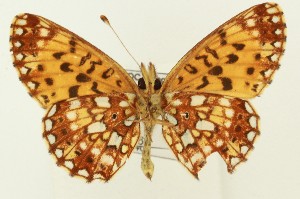  (Boloria myrina - DH036140)  @11 [ ] CreativeCommons  Attribution (by) (2024) Daniel Handfield Unspecified