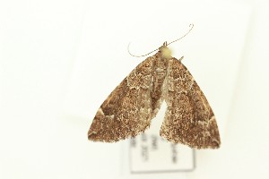  ( - DH036163)  @11 [ ] CreativeCommons  Attribution (by) (2023) Daniel Handfield Unspecified