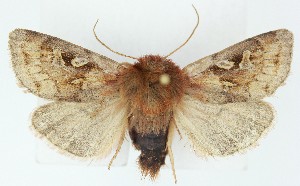  ( - DH036610)  @11 [ ] CreativeCommons  Attribution (by) (2025) Daniel Handfield Unspecified