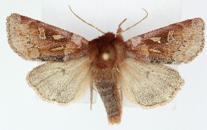  ( - DH036611)  @11 [ ] CreativeCommons  Attribution (by) (2025) Daniel Handfield Unspecified