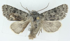  ( - DH036613)  @11 [ ] CreativeCommons  Attribution (by) (2025) Daniel Handfield Unspecified